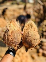 Coconut from India